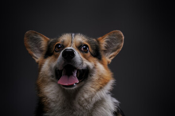 Cheerful canine animal with fluffy fur against dark background