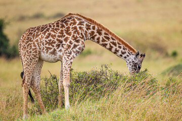 Naklejka na ściany i meble Masai Giraffe walking in the early morning in the Masai Mara, Kenya