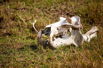 The bleached skull of a Hippopotamus lies in the grass of the Masai Mara, Kenya