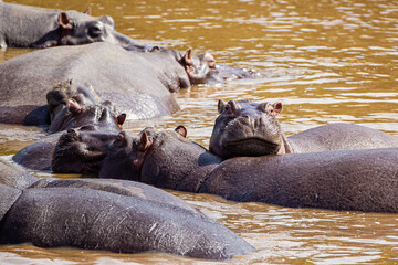 A group of hippopotamus relax in a shallow pond in the Masai Mara, Kenya 