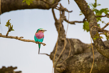 Lilac-breasted roller sits on a branch in the Masai Mara, Kenya