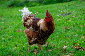 rooster in the grass