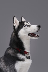 Cheerful husky dog with collar and fluffy fur