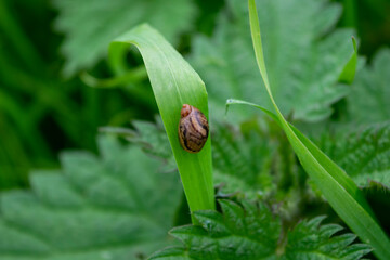 bud of a plant