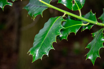 leaf with drops