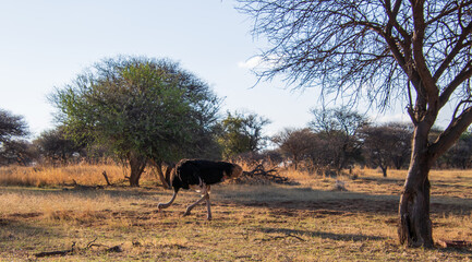 A male African ostrich isolated in its natural environment