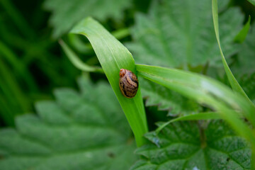 close up of a plant