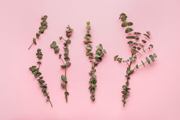 Many fresh eucalyptus branches on pink background
