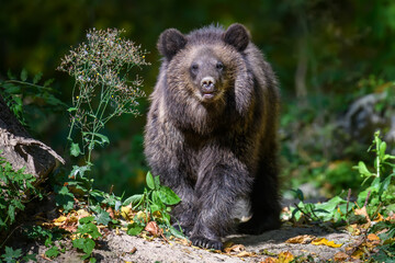 Baby cub wild Brown Bear (Ursus Arctos) in the autumn forest. Animal in natural habitat - obrazy, fototapety, plakaty