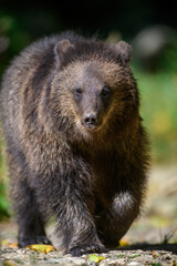 Baby cub wild Brown Bear (Ursus Arctos) in the autumn forest. Animal in natural habitat