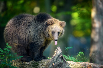 Plakat Baby cub wild Brown Bear (Ursus Arctos) in the autumn forest. Animal in natural habitat