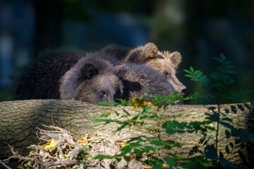 Obraz premium Baby cub wild Brown Bear (Ursus Arctos) in the autumn forest. Animal in natural habitat