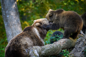 Baby cub wild Brown Bear (Ursus Arctos) in the autumn forest. Animal in natural habitat