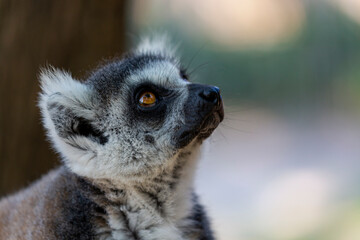 Portrait of crowned lemur (Lemur Catta) with eyes wide open and looking at camera. Close up of a fluffy Madagascar gray-black Fatty funny lemur against a blurred background. Mammal with a striped tail