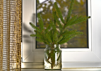 There are branches of a Christmas tree in a transparent jar with water. Home interior.