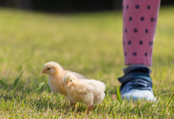 昼の公園でヒヨコと遊んでいる子供の様子