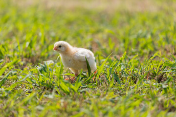 昼の公園の芝生で元気で遊んでいるヒヨコの姿