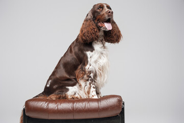 Spotted english springer dog sitting on leather chair