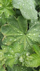 leaf with water drops - obrazy, fototapety, plakaty