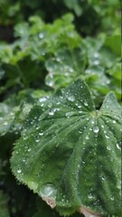 Fototapeta rain drops on a leaf obraz