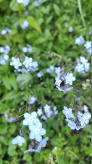 white flowers in the garden