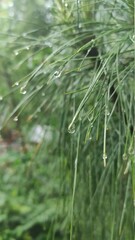 dew on grass