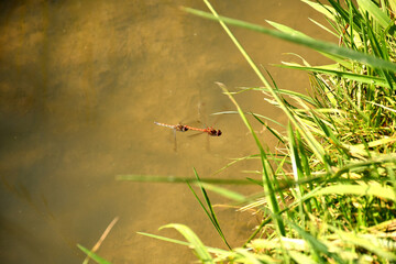 common flying darters during reproduction