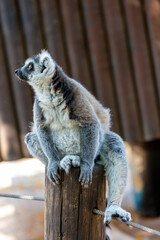 Ring tailed furry Lemur sits on a tree stump. Ring-tailed lemur sitting on the tree. Crowned lemur (Lemur Catta) with eyes wide open. Mammal with a striped tail sitting on the branch in the forest