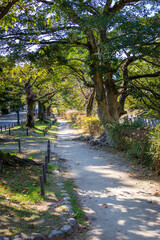 西宮・夙川沿いの遊歩道