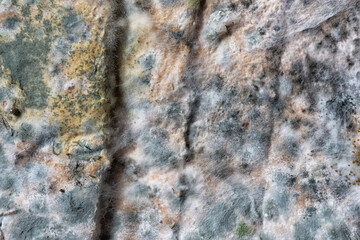 close up expired moldy bread , can not eat any more on cement background
