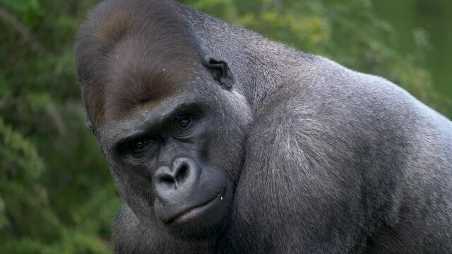 Epic close-up of a Powerful gorilla male making intense eye contact with the camera.
