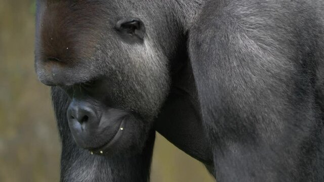 Close up tracking shot of a large male gorilla moving through an open field in the tropical rainforests of Central Africa