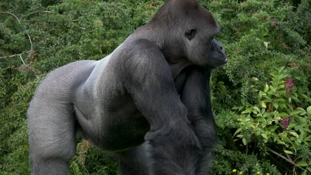 Full body shot of a big, strong, and powerful silverback gorilla.