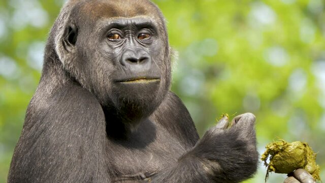 Close-up portrait of a Western lowland gorilla eating its own feces. Common behavior to increase the vitamin intake.