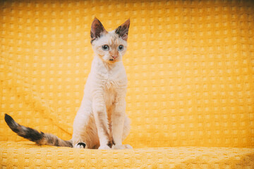 Funny Young White Devon Rex Kitten Kitty. Short-haired Cat Of English Breed On Yellow Plaid Background. Shorthair Pet Cat Copy Space