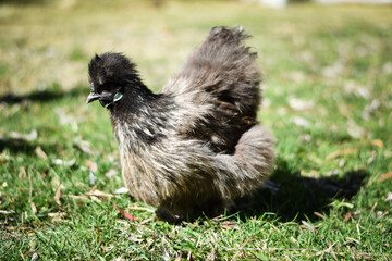 Black Silky Chook