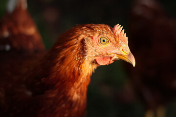 chicken - close up and side view of the head of a young brown hen