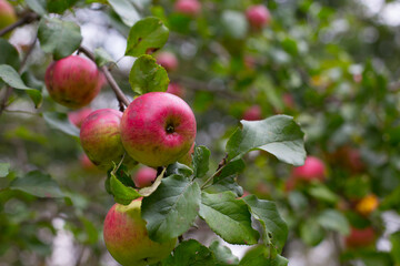 Red apples on the tree, copy space