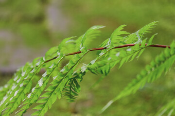 Green fern leaf background