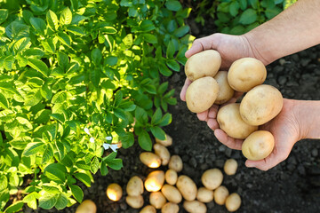 Man holding heap of raw potatoes in field