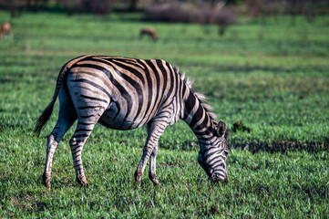 Fototapeta na wymiar Zebra grazing on green grass, South Africa.