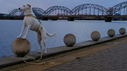 White mongrel dog posing at sunrise against the background of the railway bridge in Riga