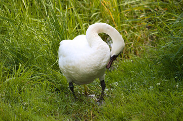 White swan cleaning its feathers closeup view with selective focus on foreground