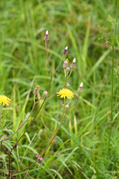 Bitter fleabane in bloom closeup view with blurred green grass on background