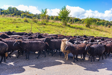 Naklejka na ściany i meble flock of sheep walking in the countryside