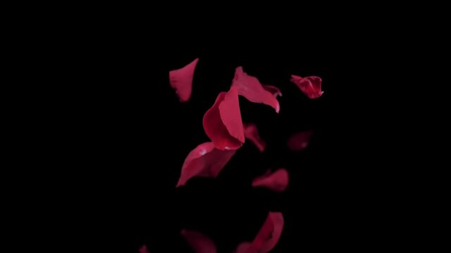 red rose flower petals faliing slow motion 