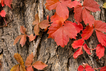 秋の風景、ツタの紅葉