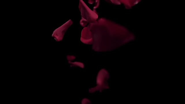 red rose flower petals faliing slow motion 