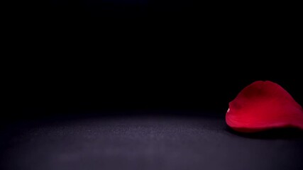 red rose flower petals faliing slow motion 