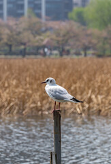 Sea Bird Sitting on a Pole in a Pong
